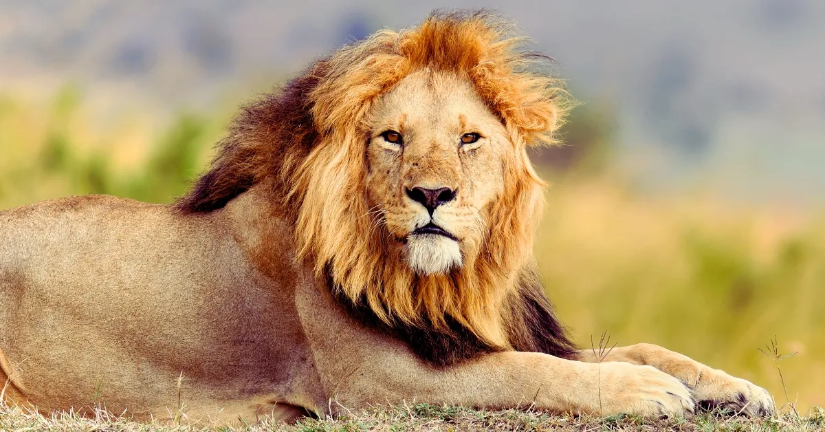 Which Animal Is Known As The King Of The Jungle?