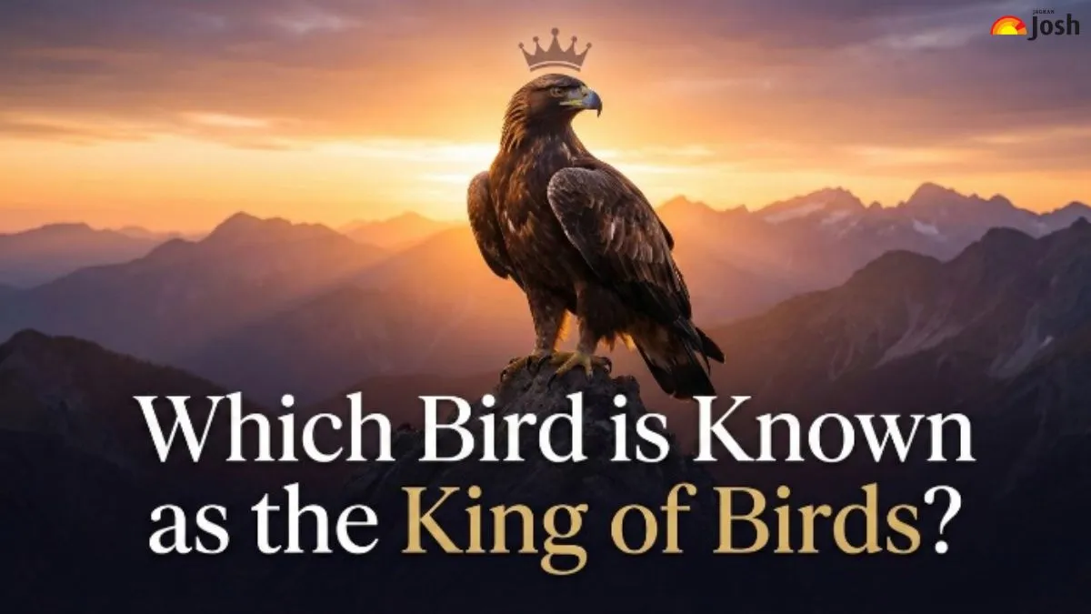 Which Bird is Known as the King of Birds?