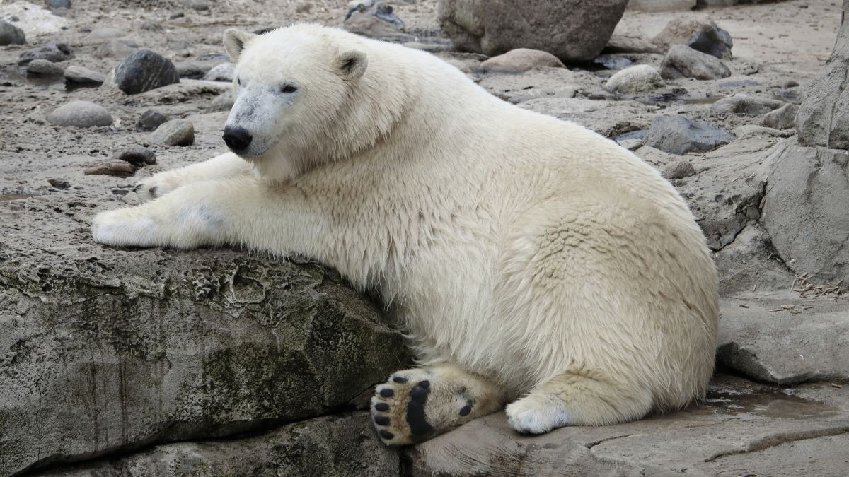 What is the Scientific Name for a Polar Bear?