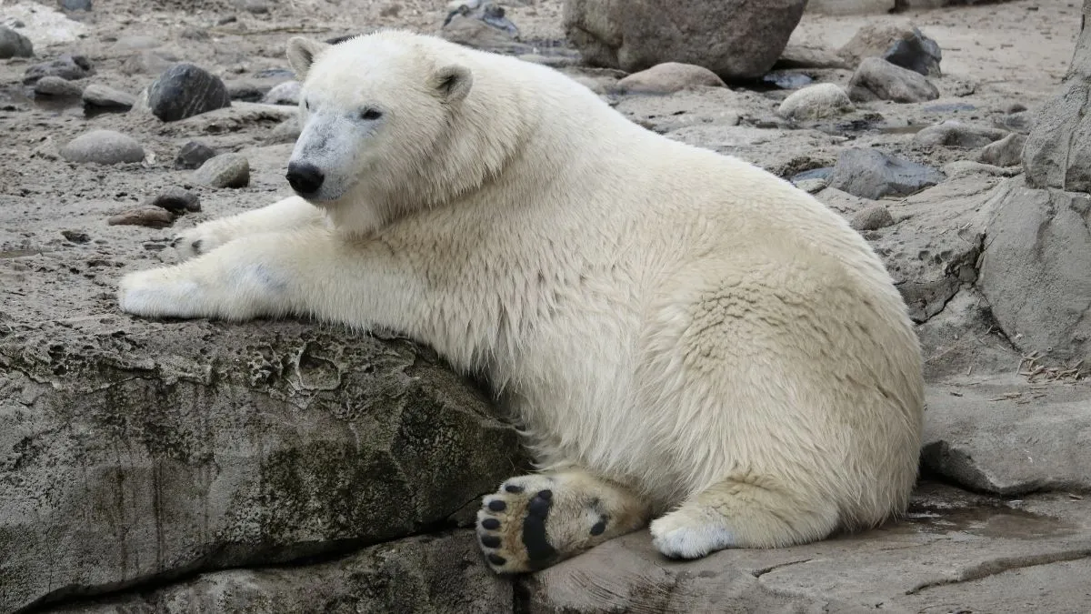 The scientific name for the polar bear