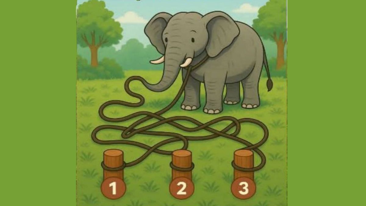 Among the Three Wooden Posts, Find the Correct Rope From which the Elephant is Tied!
