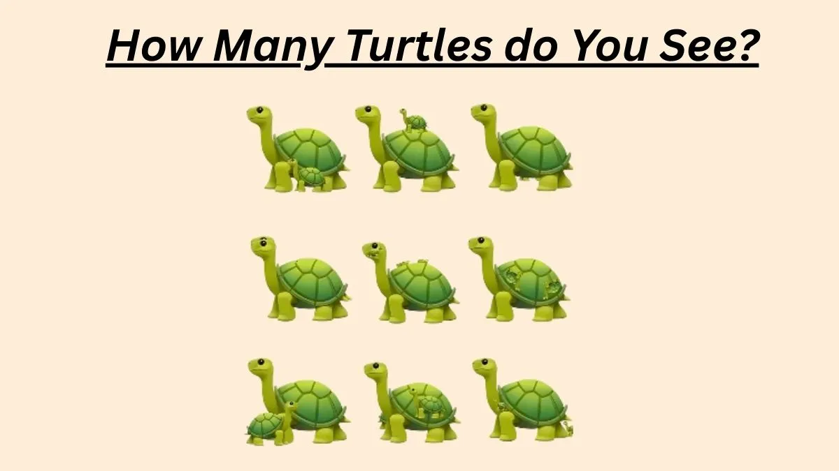 Count the Exact Number of Turtles Within 17 Seconds