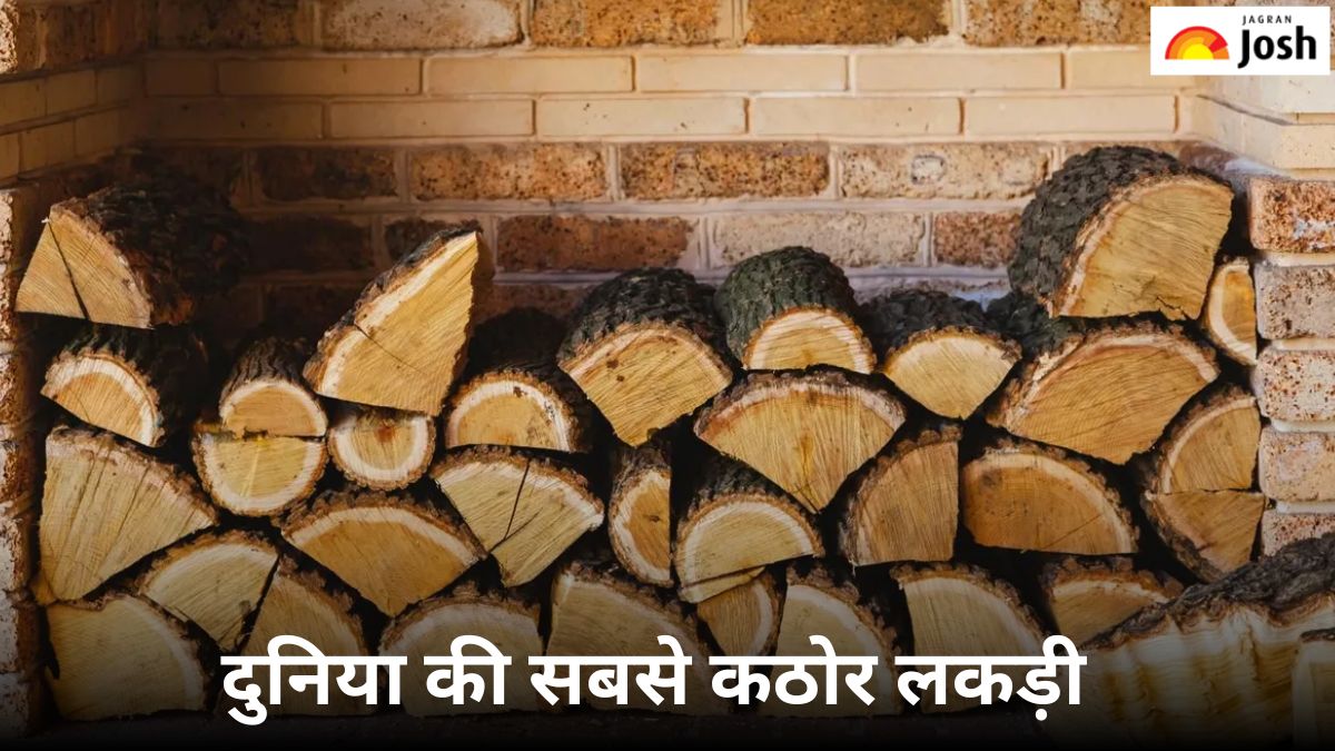 दुनिया की सबसे कठोर लकड़ी कौन-सी है, जानें