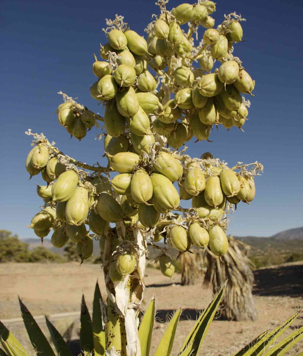 Yucca Fruit