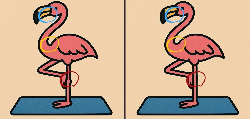 flamingo-sol