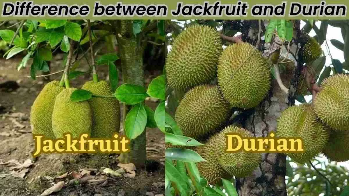 Difference between Jackfruit and Durian