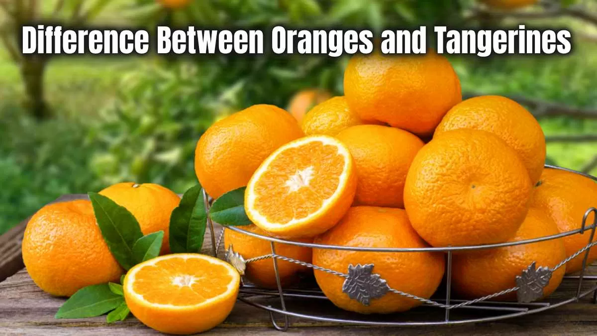 Difference Between Oranges and Tangerines