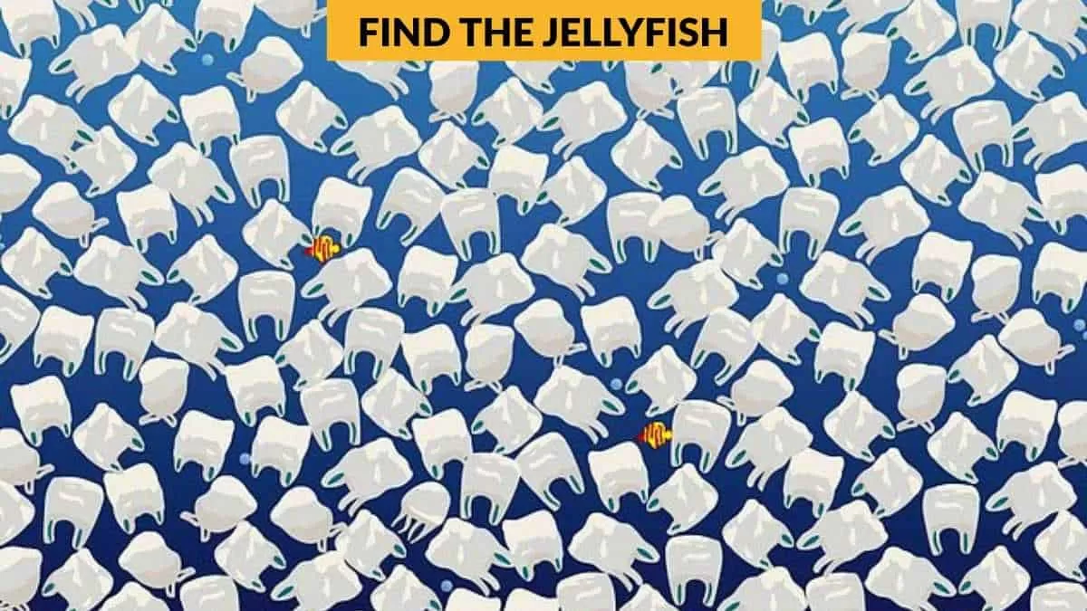 Find the jellyfish