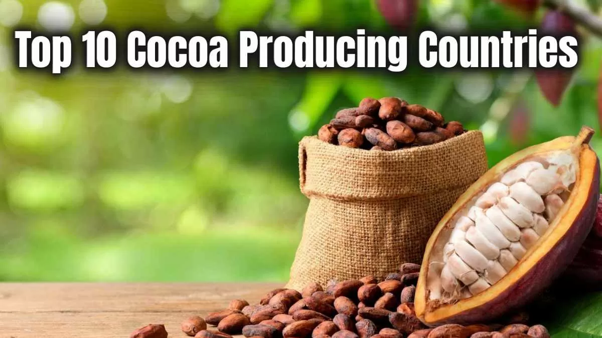 Top 10 Cocoa Producing Countries in the World 2025