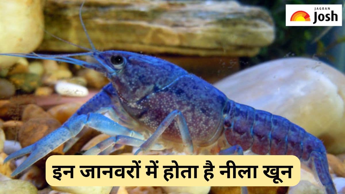 कौन-से जानवर का खून होता है नीला और क्यों, यहां देखें टॉप 10 लिस्ट 