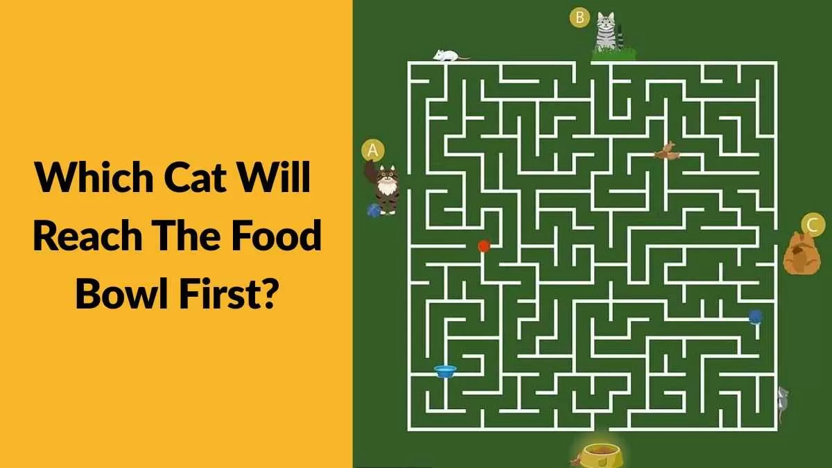 Which cat will reach the food bowl first?