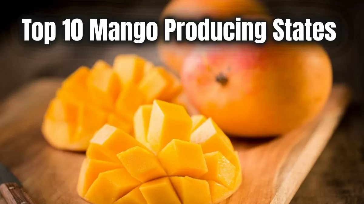 Top 10 Mango Producing States