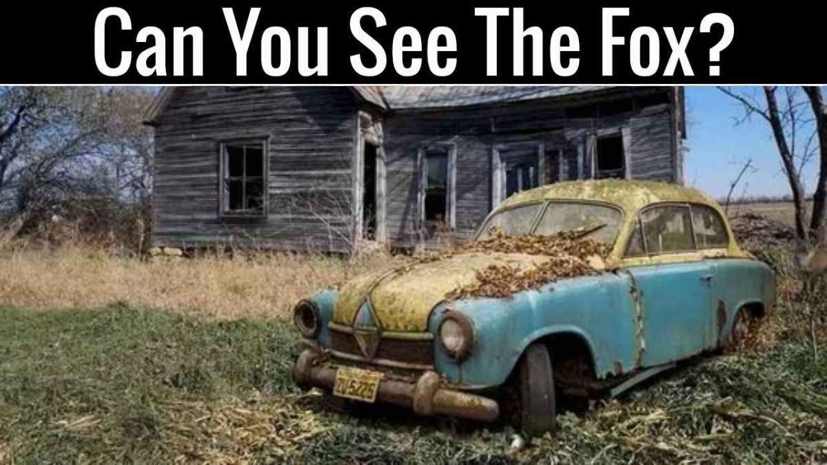 Optical Illusion IQ Test: Only 2% Visually Sharp Can Spot The Hidden Fox In 5 Seconds!
