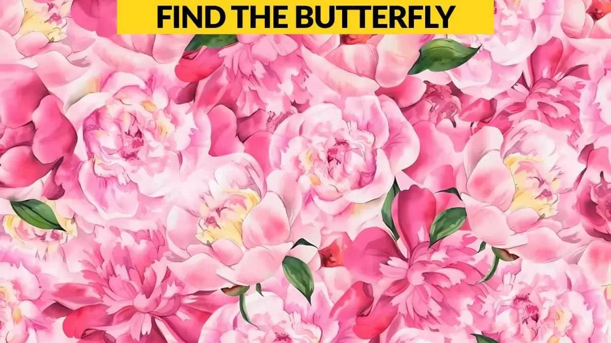 Find the butterfly