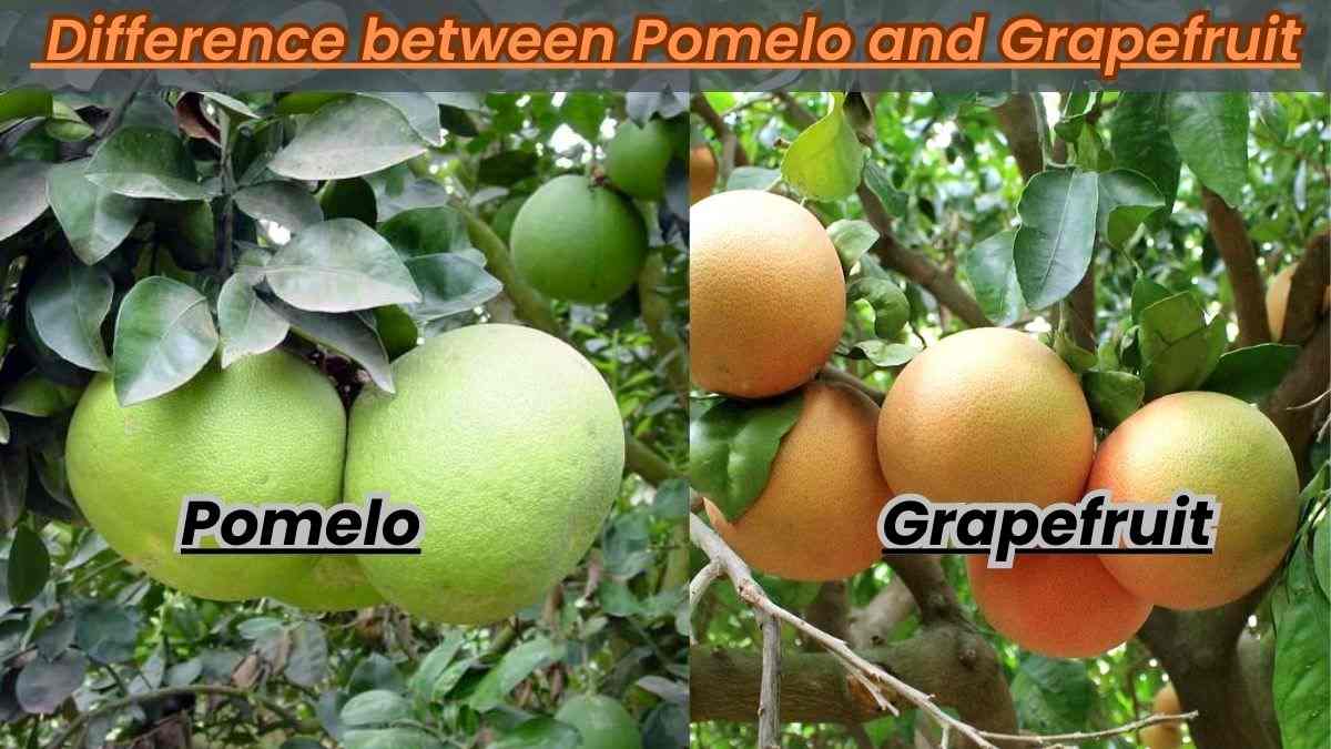 What is the difference between Pomelo and Grapefruit?