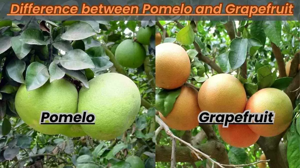 Difference Between Pomelo and Grapefruit