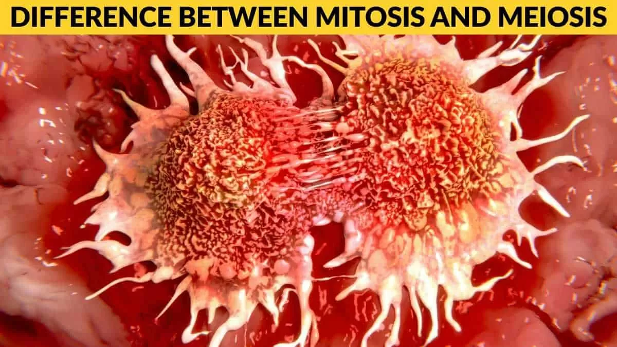 Difference between mitosis and meiosis