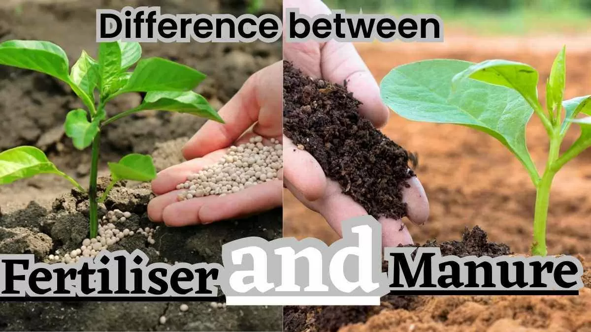 What is the difference between Fertilisers and Manure?