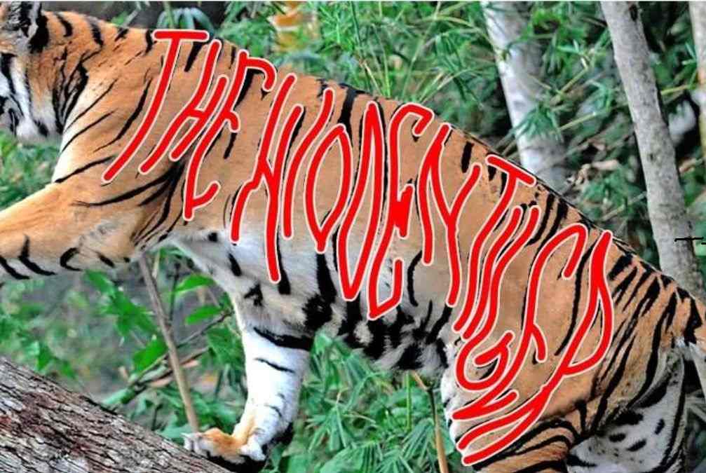 hidden animals optical illusions with answers