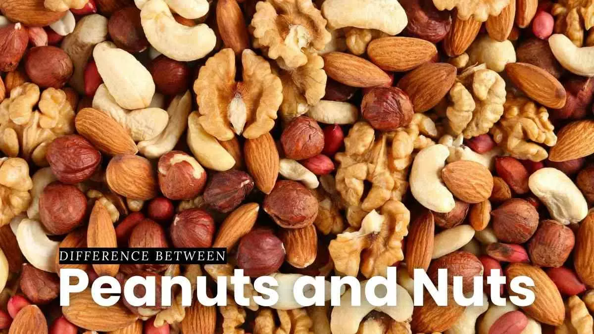 What is the difference between peanuts and nuts?