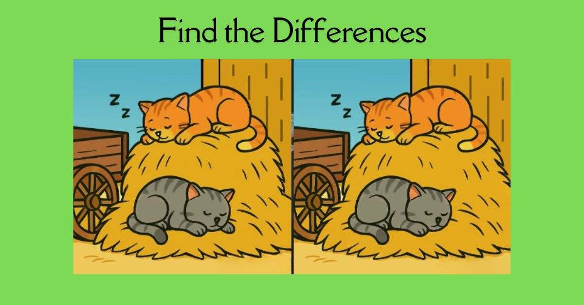 Spot the 3 Differences in Cats Napping on Haystack Beat the 29-Second Challenge!