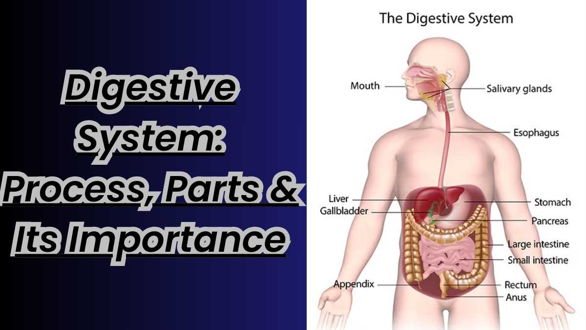 Digestive System: Process, Parts & Its Importance