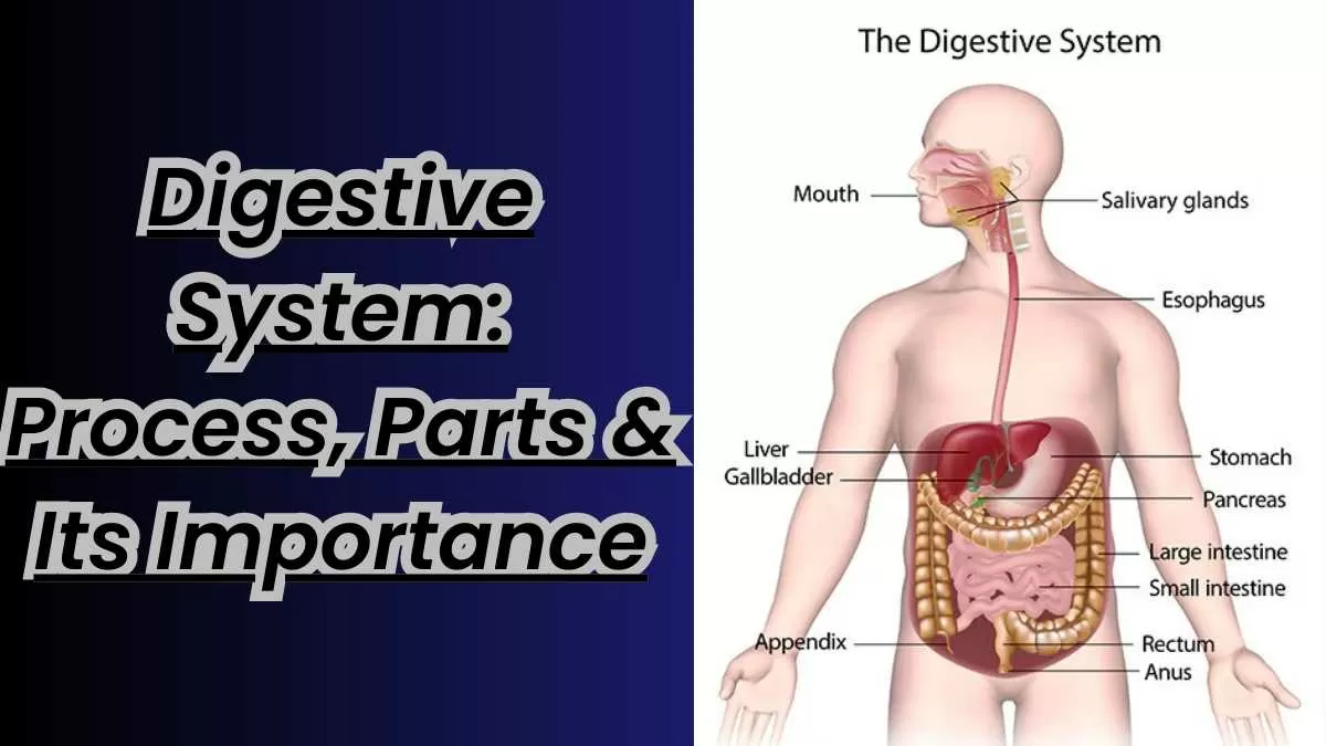 Digestive System: Process, Parts & Its Importance