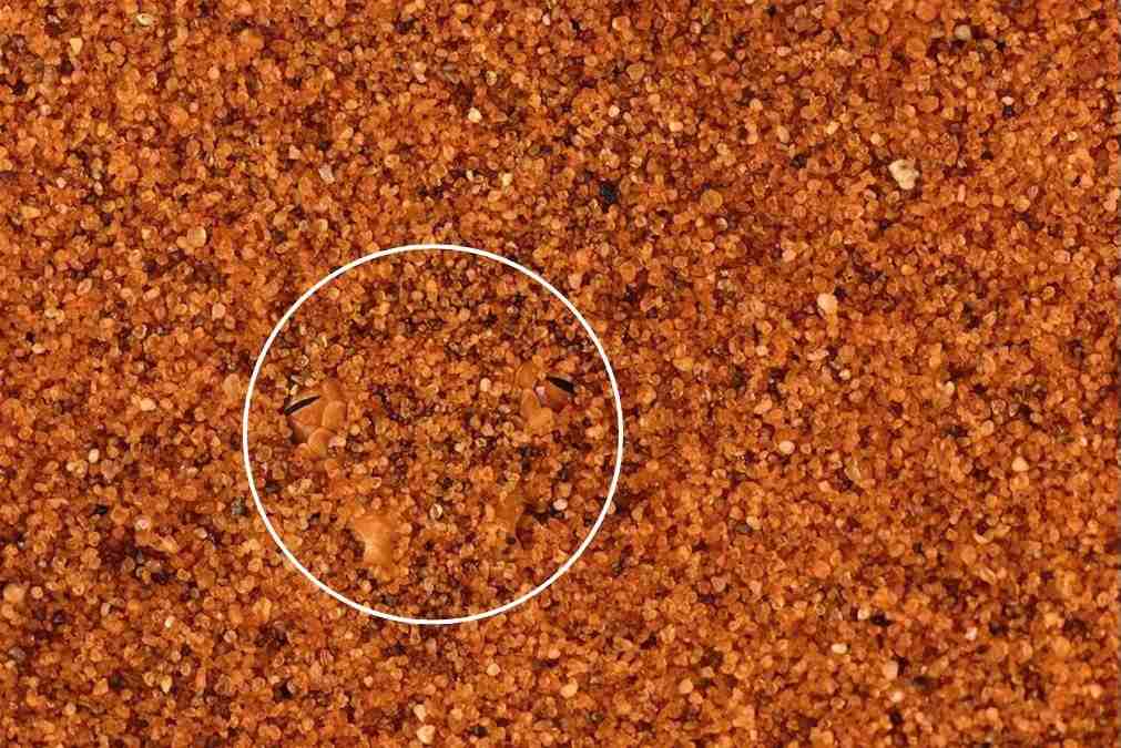 hidden optical illusions with answers