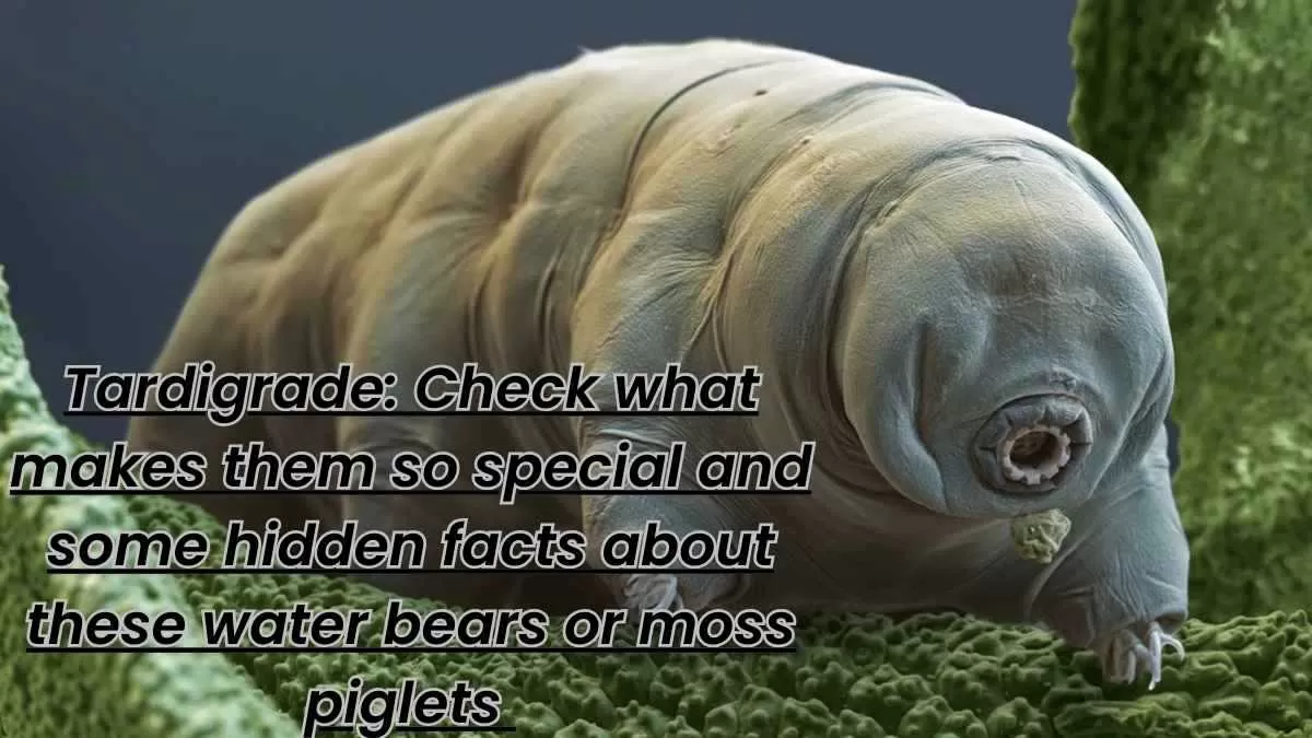 What tardigrades makes them so special?