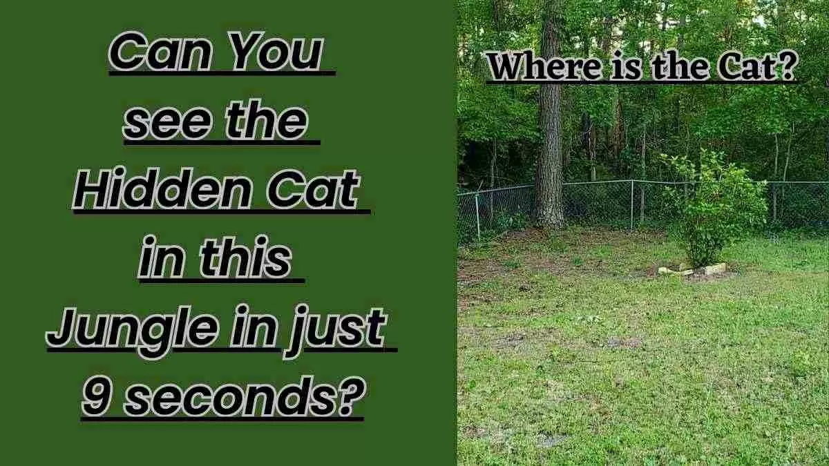 Can you see the hidden cat in this jungle