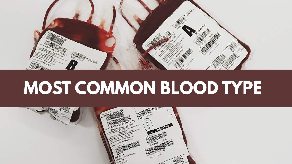Which is the Most Common Blood Type? 