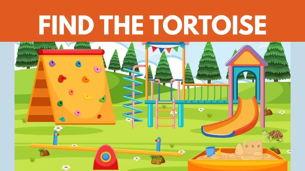 Find the Tortoise 