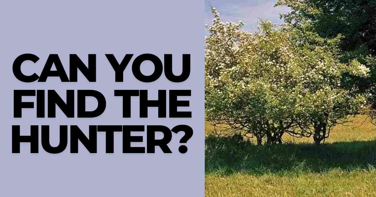 Visual Illusion Test: Only 2 in 98 Can Find the Hidden Hunter in the Forest