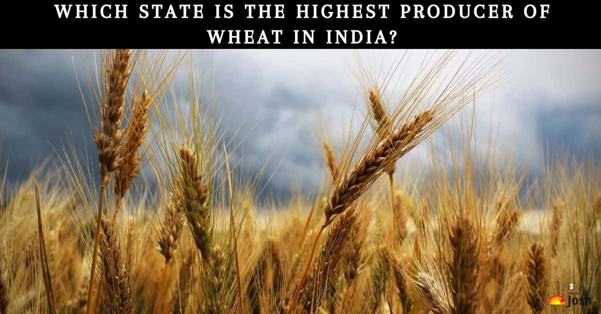 Which State Is The Highest Producer Of Wheat In India?