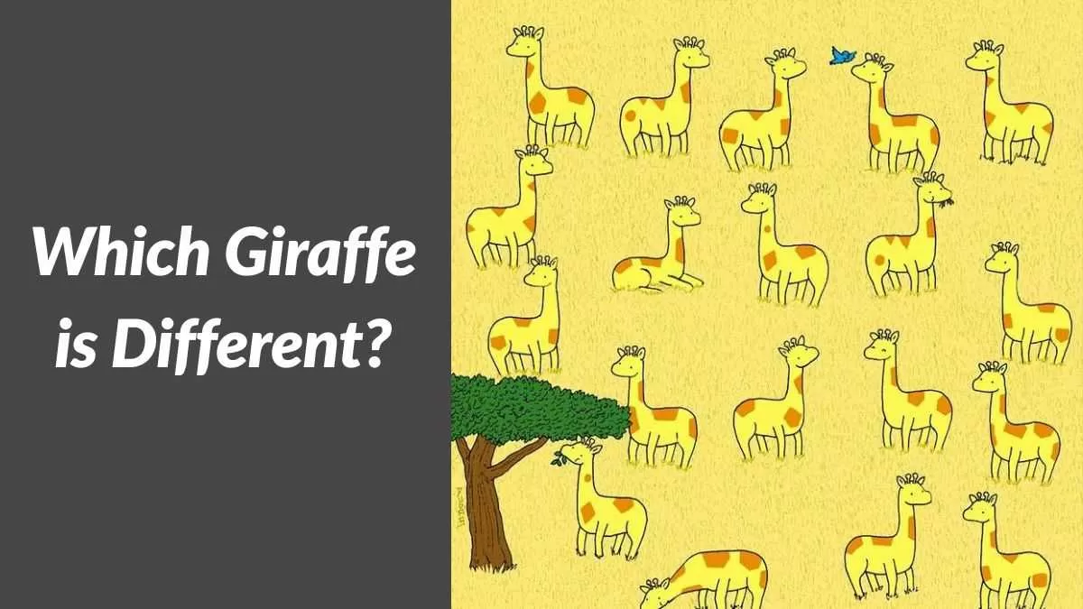 Find the different giraffe