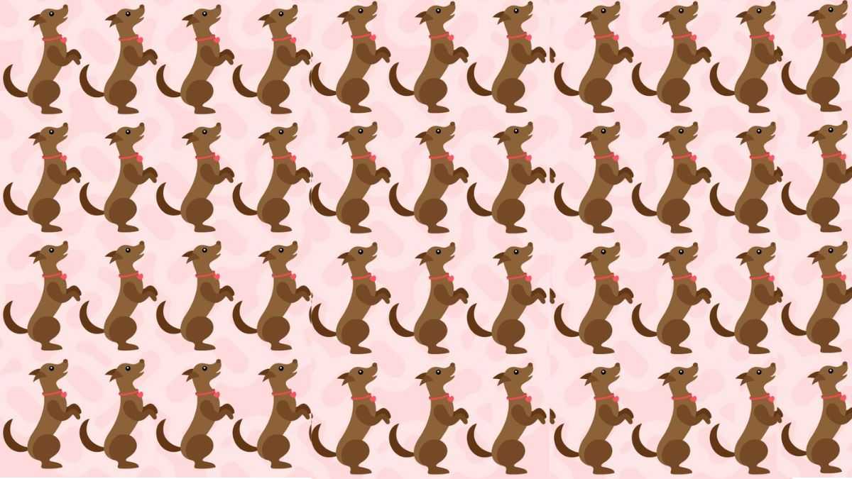 You have 20/20 vision if you can spot the different dog in 7 seconds!