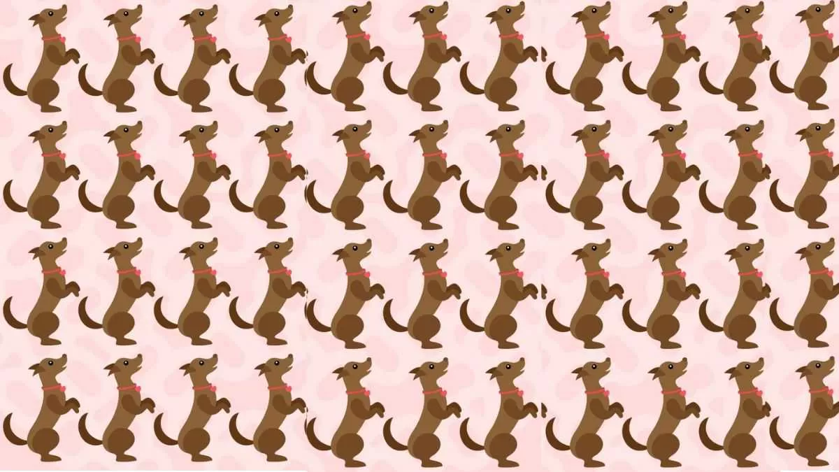 Find the different dog