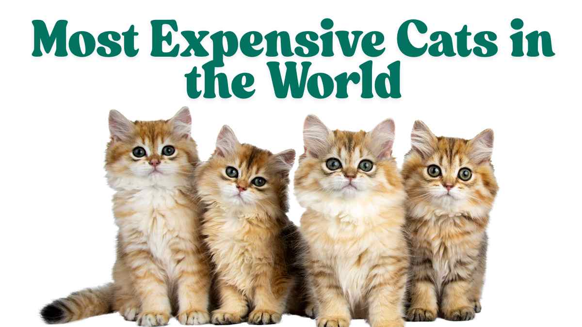 9 Of The Most Expensive Cat Breeds In The World
