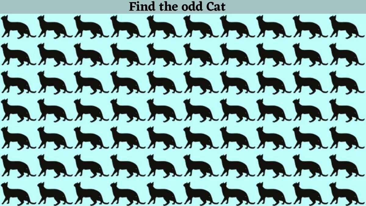 You have 20/20 vision if you can spot the odd cat in just 9 seconds!