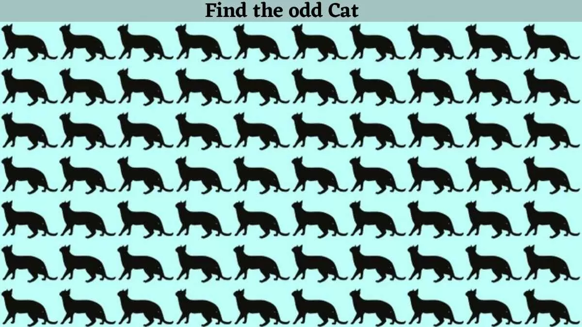 Spot the odd cat in just 9 seconds