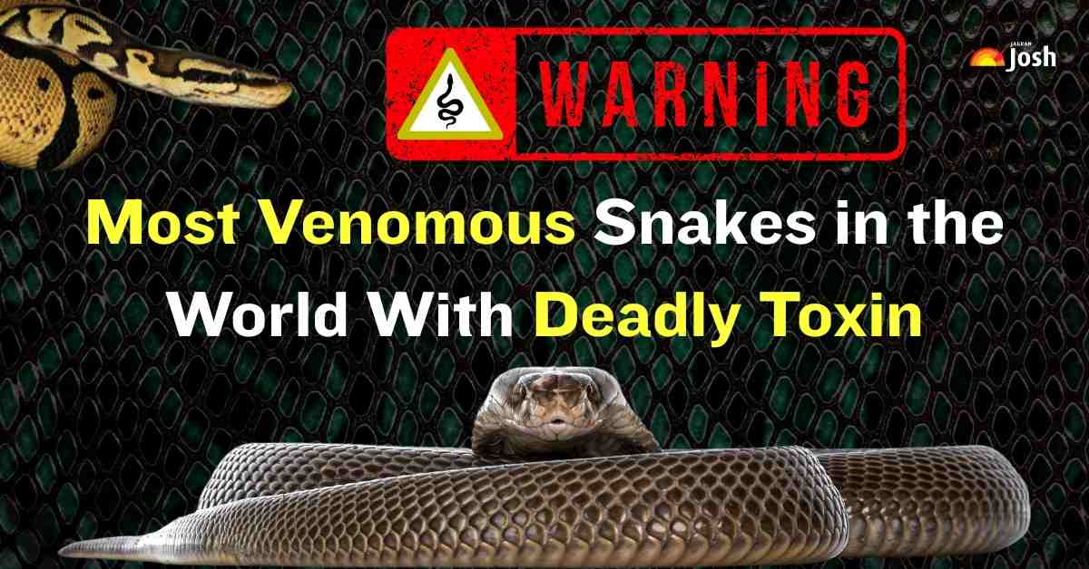 List of Top 13 Deadliest Snakes in the World