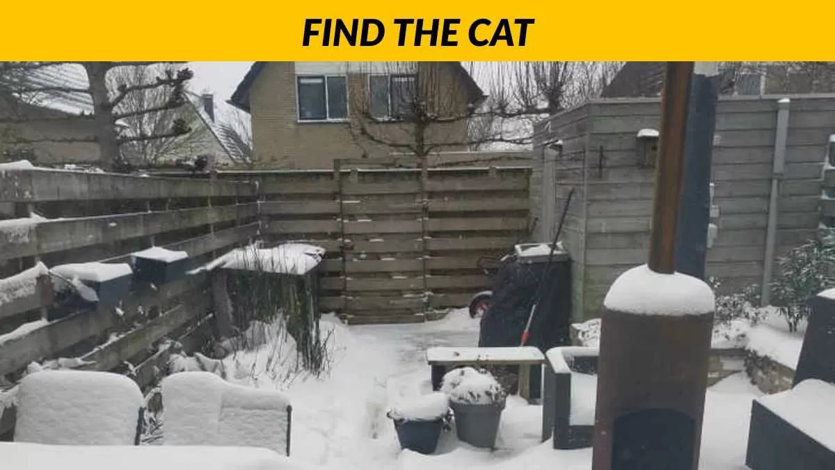 Find the cat