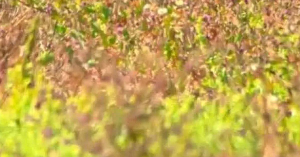 Bird Watchers’ Challenge: Can You Find the Camouflaged Bird in Just 7 Seconds?