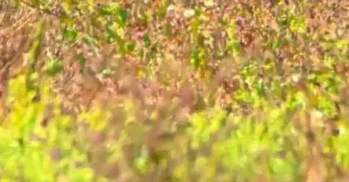Find the Camouflaged Bird in Just 7 Seconds