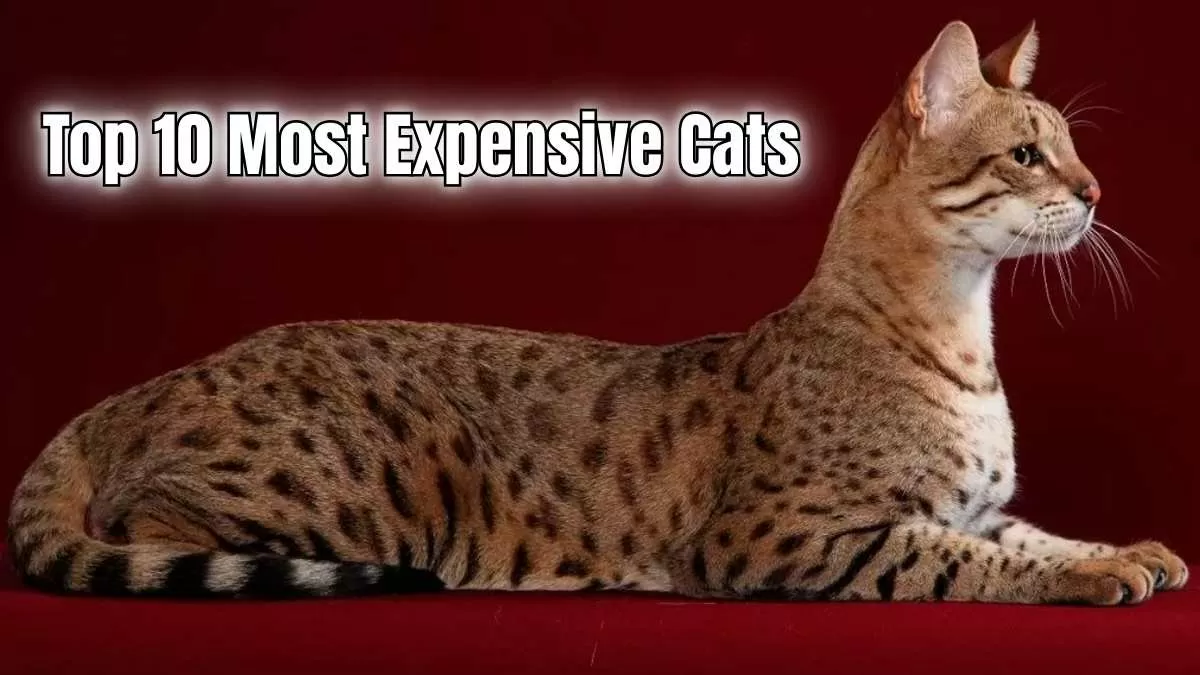 Top 10 Most Expensive Cats