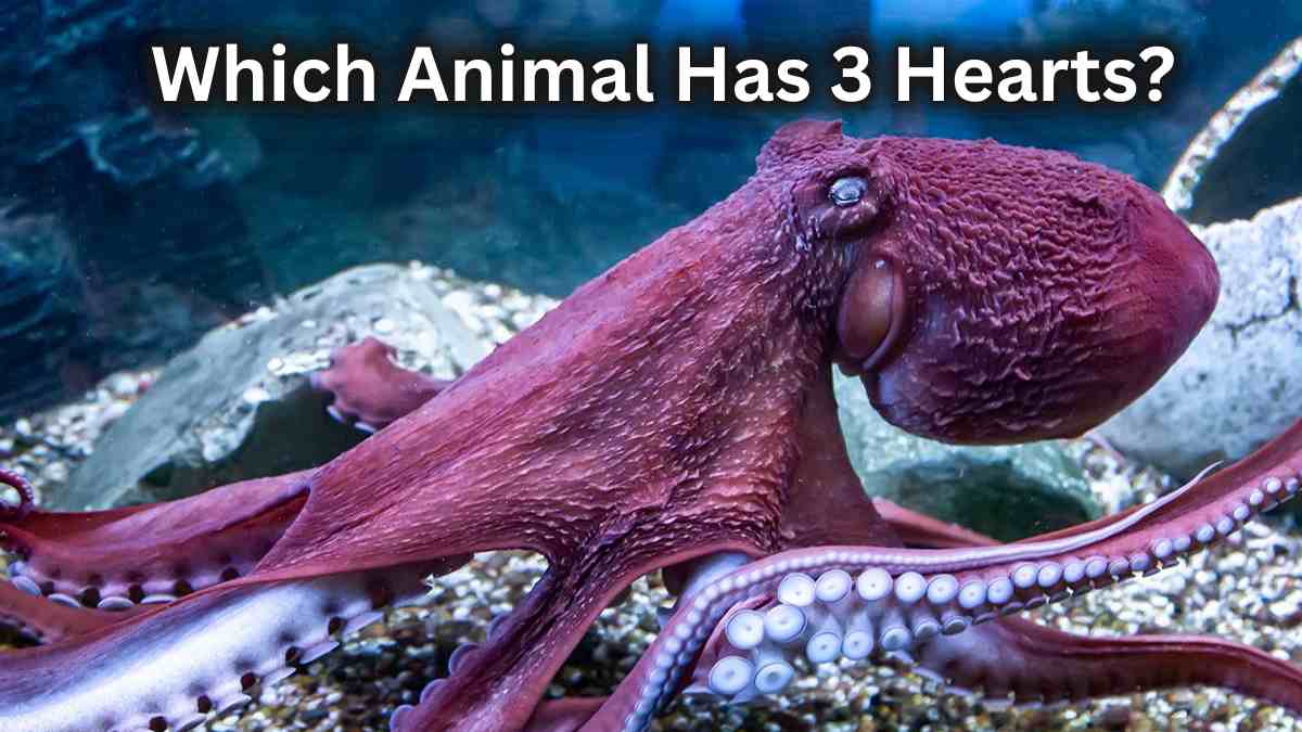 Which Animal Has 3 Hearts? Check Here List of Animals with More than One Heart