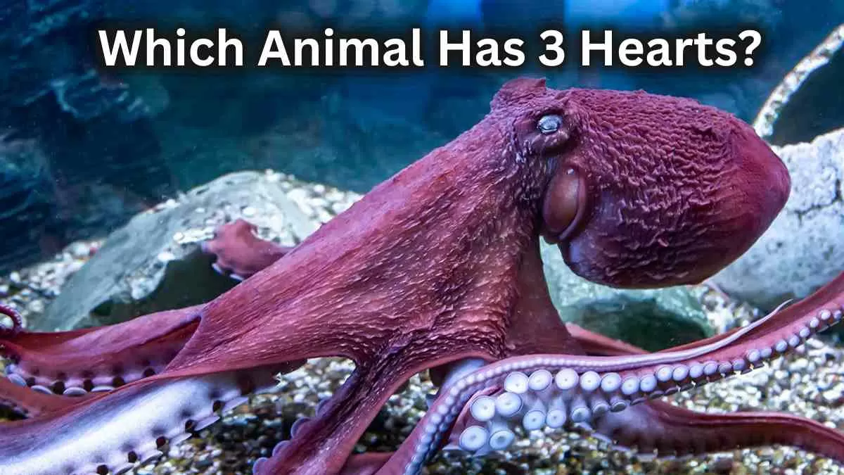 Which Animal Has 3 Hearts?