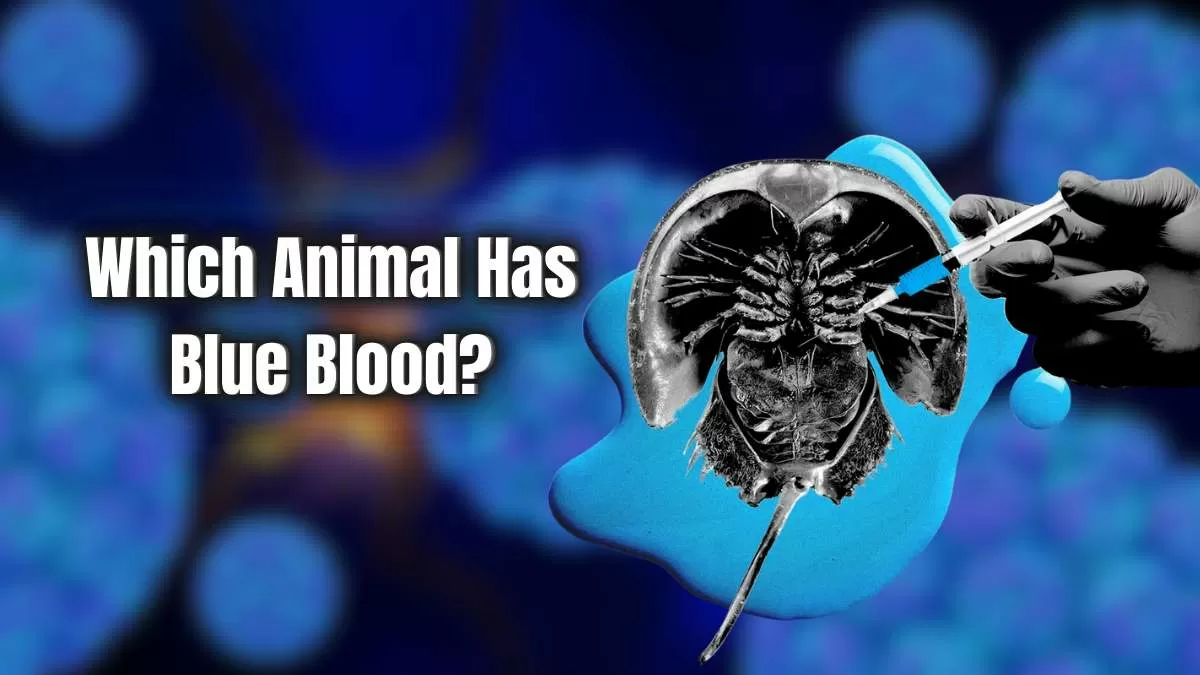 Which Animal Has Blue Blood?