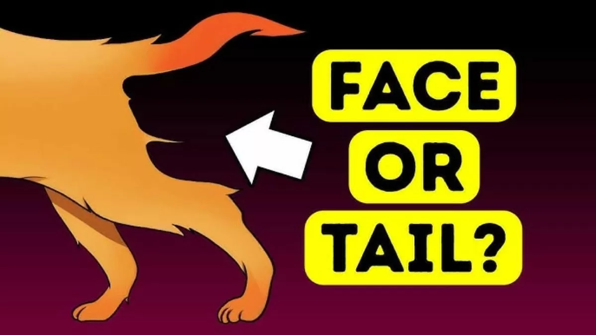 Did you see the dog’s face or tail first?