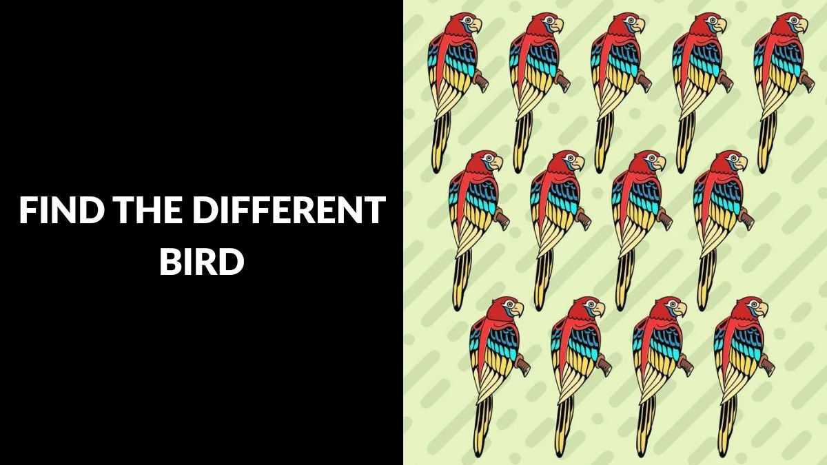 Optical Illusion Challenge: You have HD vision if you can find the different bird in 8 seconds!